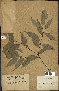 spécimen de Castanopsis cuspidata