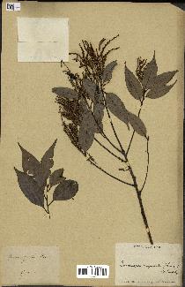 spécimen de Castanopsis cuspidata