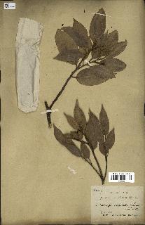 spécimen de Castanopsis cuspidata