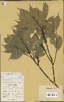 spécimen de Castanopsis cuspidata
