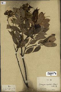 spécimen de Castanopsis cuspidata