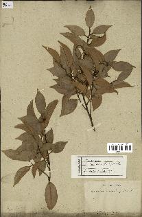 spécimen de Castanopsis cuspidata
