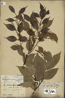 spécimen de Castanopsis cuspidata