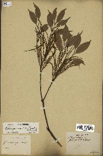 spécimen de Castanopsis cuspidata