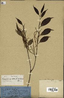 spécimen de Castanopsis cuspidata