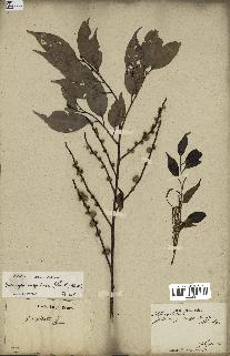 spécimen de Castanopsis cuspidata