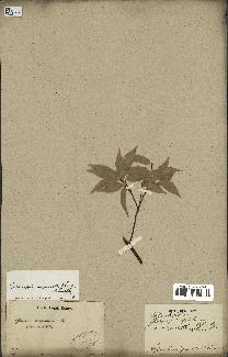 spécimen de Castanopsis cuspidata
