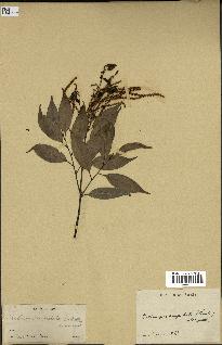 spécimen de Castanopsis cuspidata
