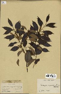 spécimen de Castanopsis cuspidata