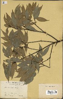 spécimen de Castanopsis cuspidata