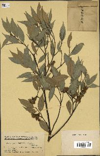 spécimen de Castanopsis cuspidata