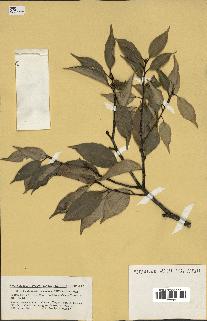 spécimen de Castanopsis cuspidata