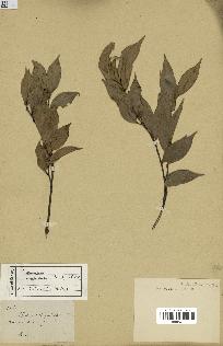 spécimen de Castanopsis cuspidata
