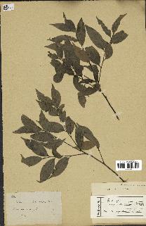 spécimen de Castanopsis cuspidata