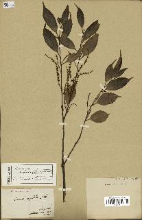 spécimen de Castanopsis cuspidata