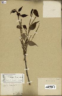 spécimen de Castanopsis cuspidata