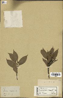 spécimen de Castanopsis cuspidata