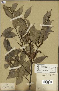 spécimen de Castanopsis cuspidata