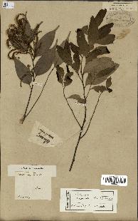 spécimen de Castanopsis cuspidata