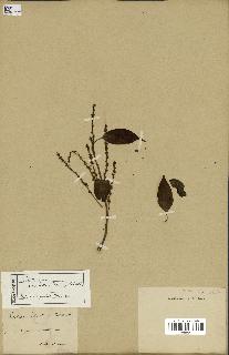 spécimen de Castanopsis cuspidata