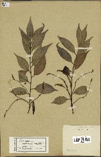 spécimen de Castanopsis cuspidata