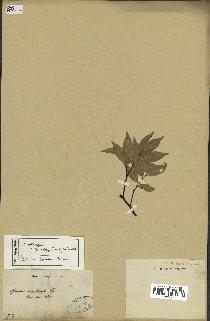 spécimen de Castanopsis cuspidata