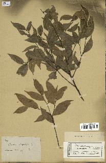 spécimen de Castanopsis cuspidata