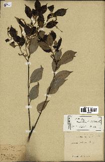 spécimen de Castanopsis cuspidata