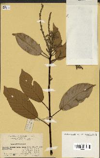 spécimen de Lithocarpus sp.