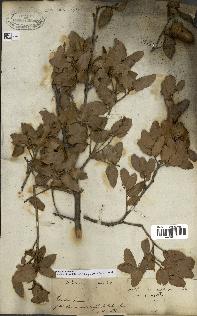 spécimen de Quercus coccifera