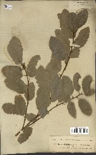spécimen de Quercus infectoria