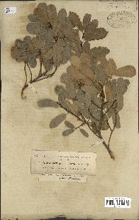 spécimen de Quercus infectoria