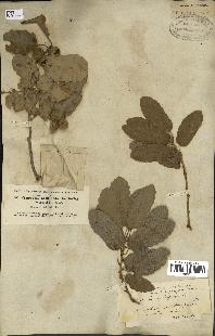 spécimen de Quercus infectoria