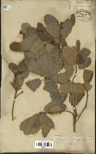 spécimen de Quercus infectoria