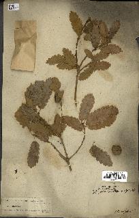 spécimen de Quercus infectoria