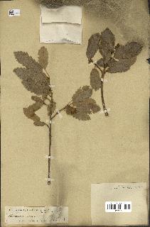 spécimen de Quercus infectoria