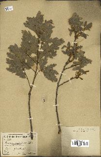 spécimen de Quercus infectoria
