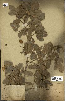 spécimen de Quercus infectoria