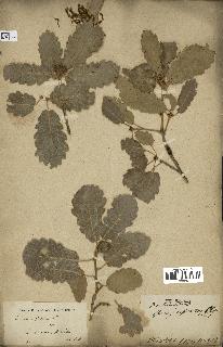 spécimen de Quercus infectoria