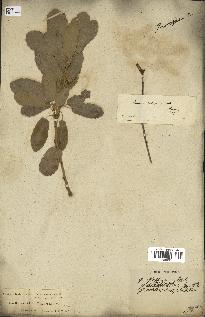 spécimen de Quercus infectoria