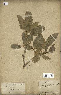 spécimen de Quercus infectoria