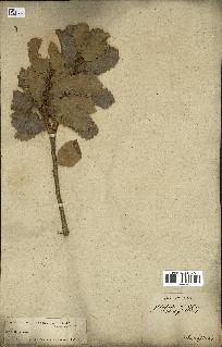 spécimen de Quercus infectoria