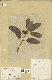 spécimen de Quercus infectoria
