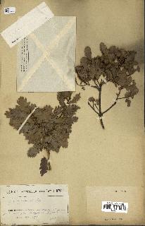 spécimen de Quercus infectoria