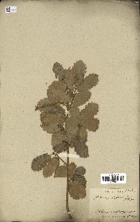spécimen de Quercus infectoria