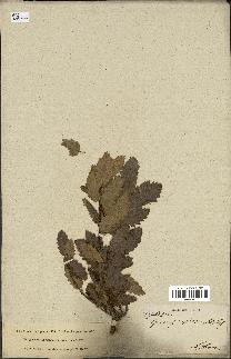 spécimen de Quercus infectoria