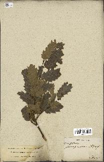 spécimen de Quercus infectoria