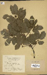 spécimen de Quercus infectoria