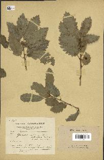spécimen de Quercus infectoria