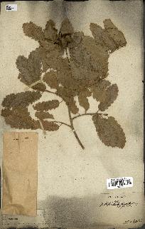spécimen de Quercus infectoria